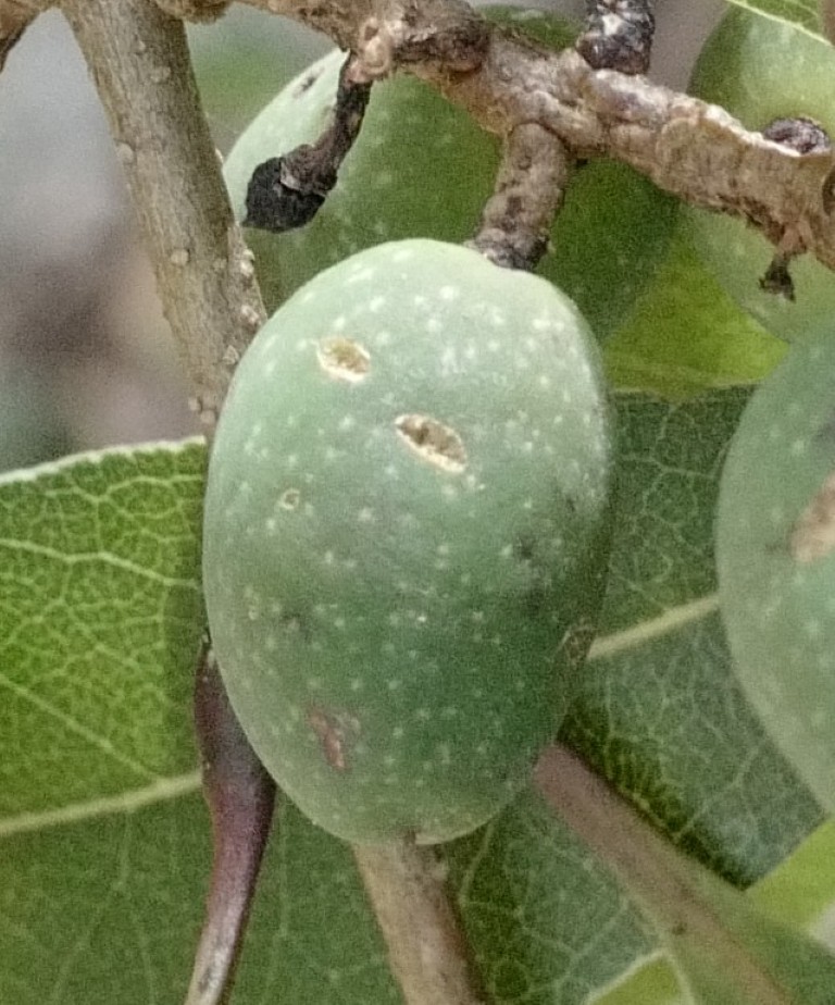 Fruit of Notelaea venosa