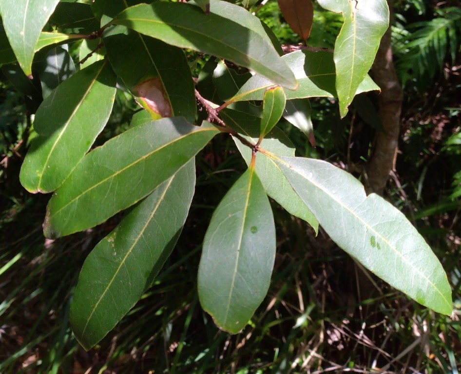 Leaves of Notelaea venosa