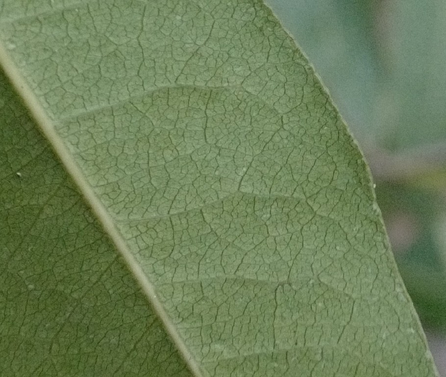 Reticulation on underside of leaf of Notelaea venosa