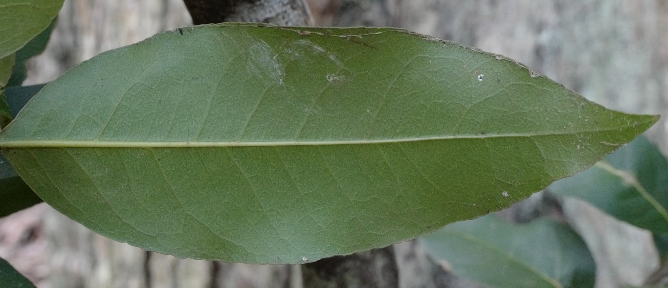 Underside of leaf of Notelaea venosa