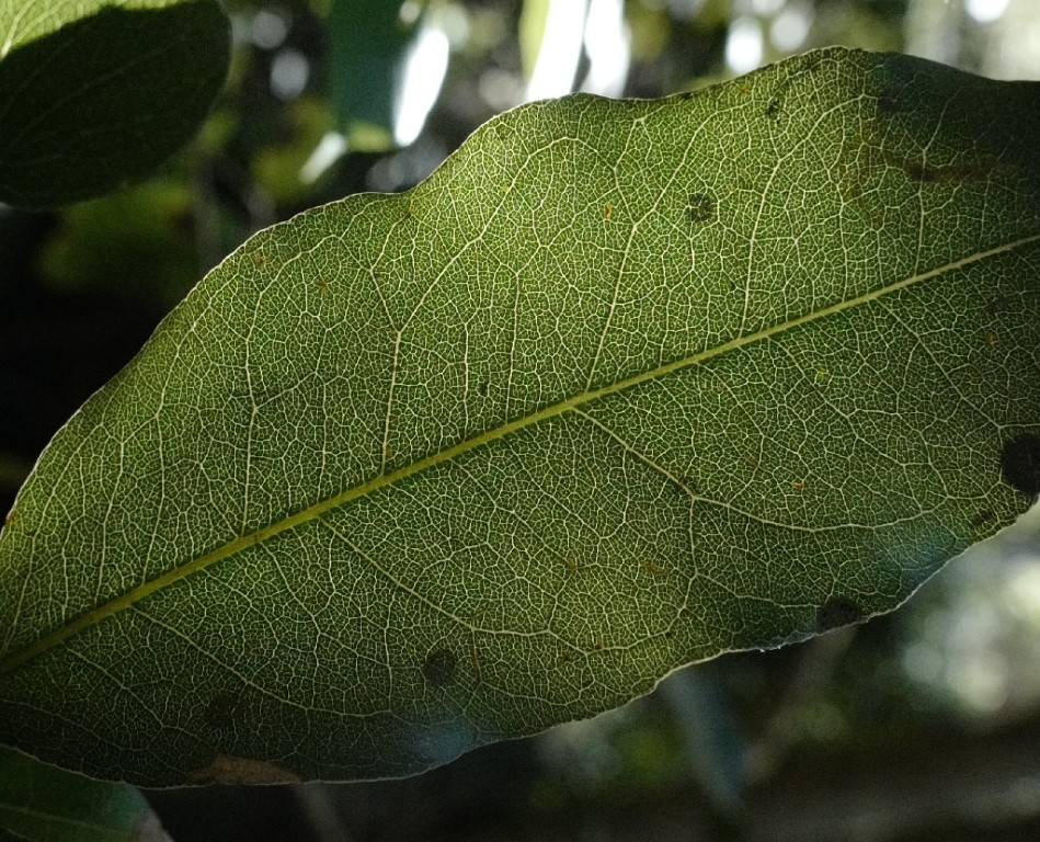Leaf venation of Notelaea venosa