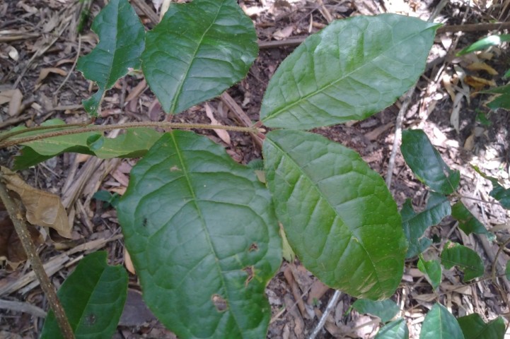 Photo of Palmeria racemosa (Anchor Vine)