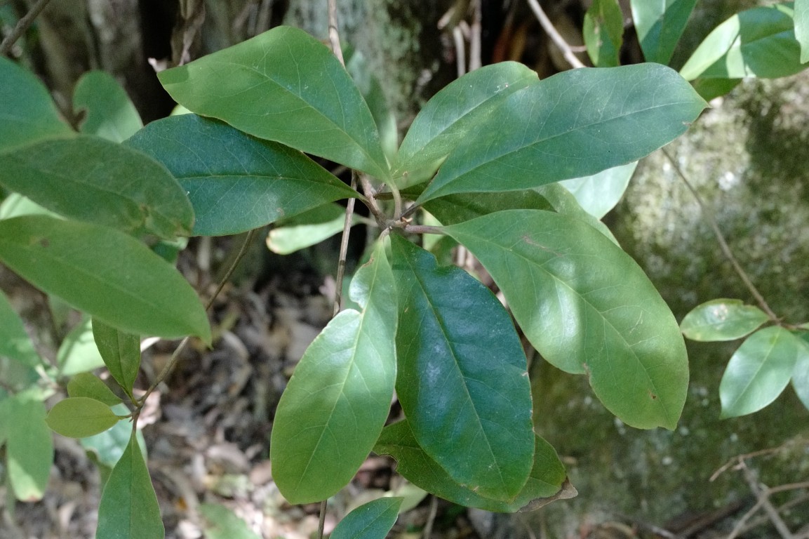 Quintinia sieberi in Garawarra State Conservation Area