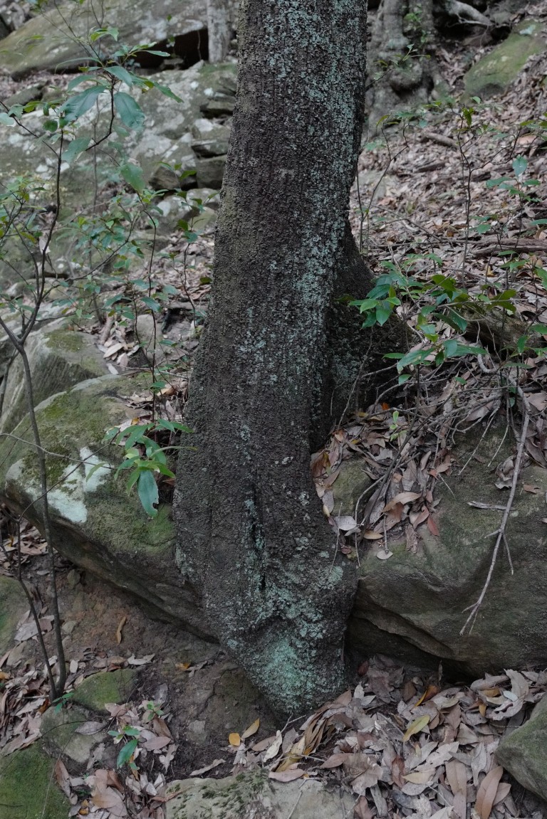 Quintinia sieberi growing on a rock in Royal National Park