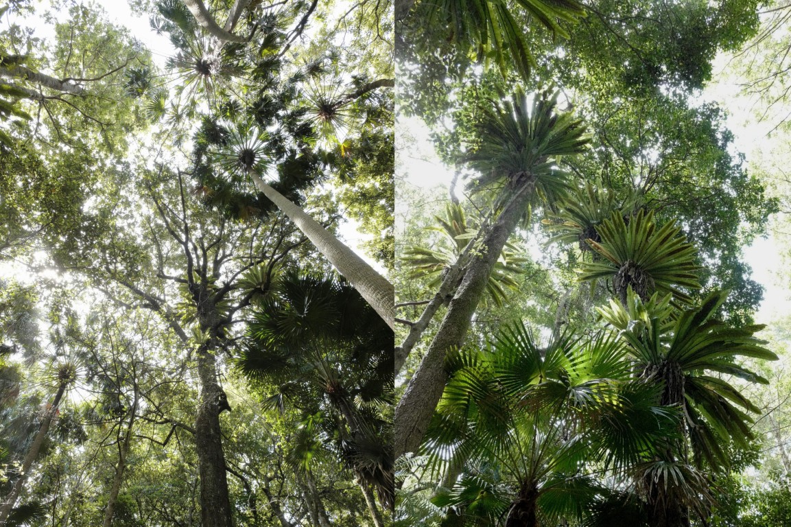 Photo of Coastal Track in Royal National Park
