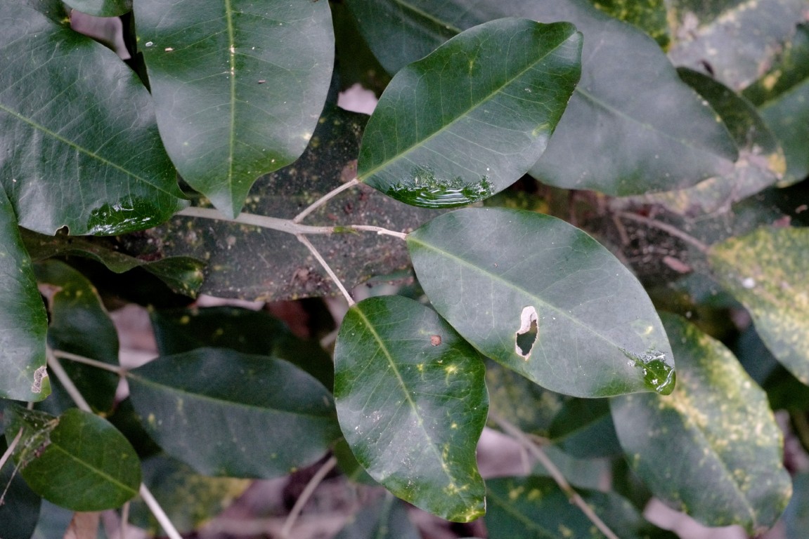 Photo of Sarcomelicope simplicifolia