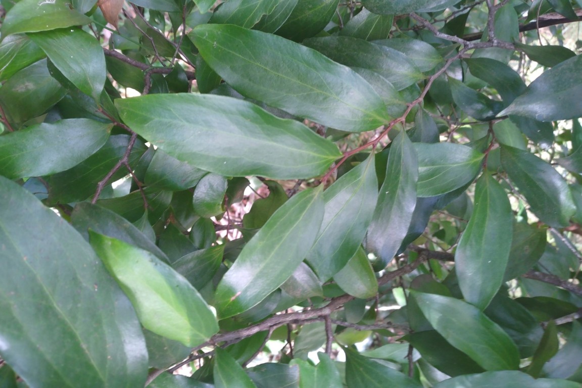 Photo of Stenocarpus salignus