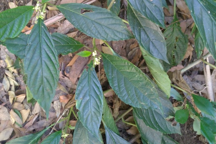 Photo of Abrophyllum ornans (Native Hydrangea)