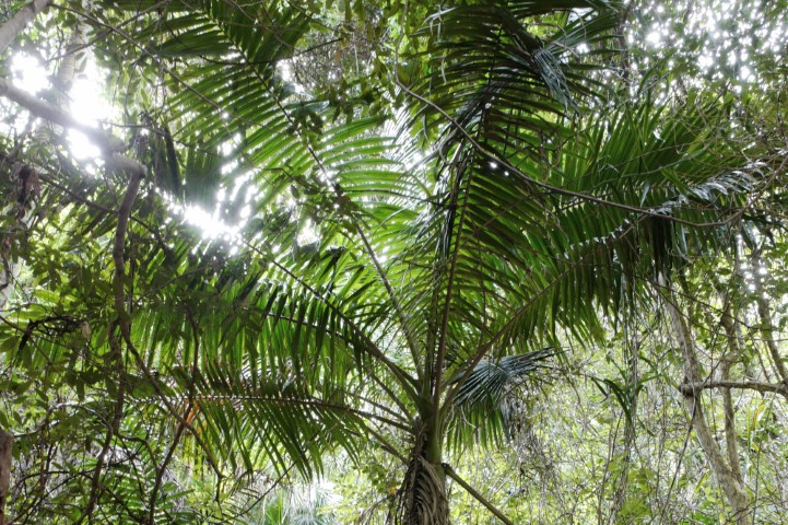 Photo of Archontophoenix cunninghamiana (Bangalow Palm)