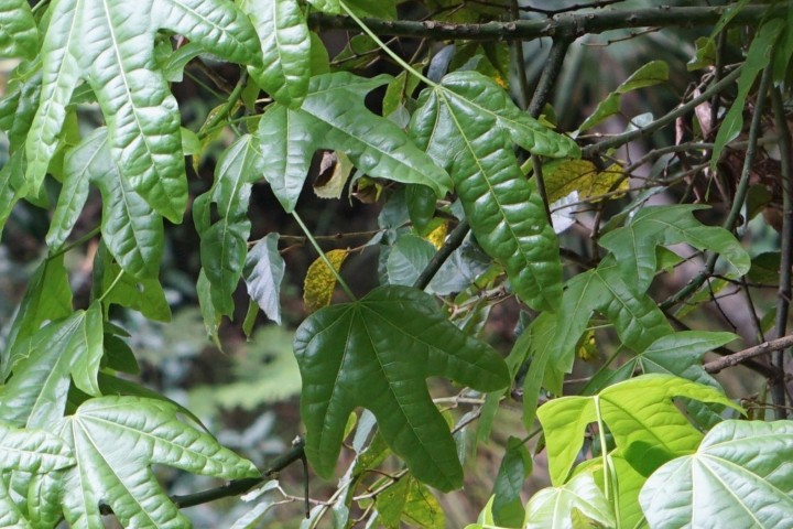 Photo of Brachychiton acerifolius (Flame Tree)