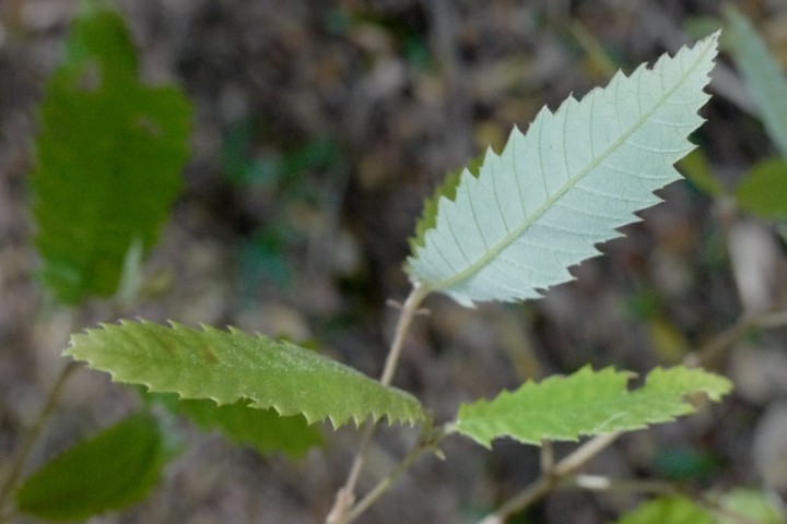 Photo of Callicoma serratifolia (Black Wattle)