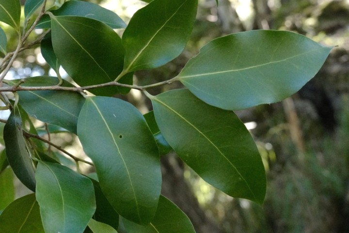 Photo of Celtis paniculata (Investigator Tree)