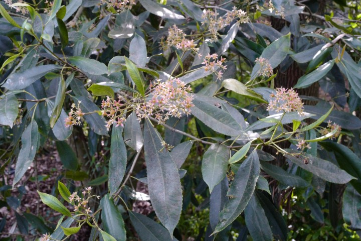 Photo of Ceratopetalum apetalum (Coachwood)