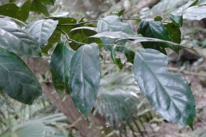 Photo of Citronella moorei (Churnwood)