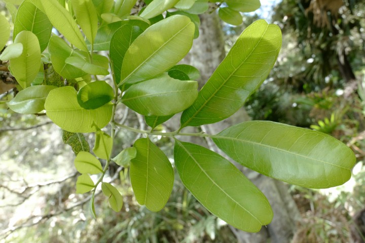 Photo of Cupaniopsis anacardioides (Tuckeroo)