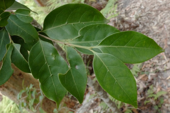 Photo of Cyclophyllum longipetalum (Coast Canthium)