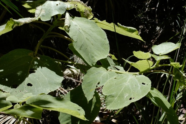 Photo of Dendrocnide excelsa (Giant Stinging Tree)