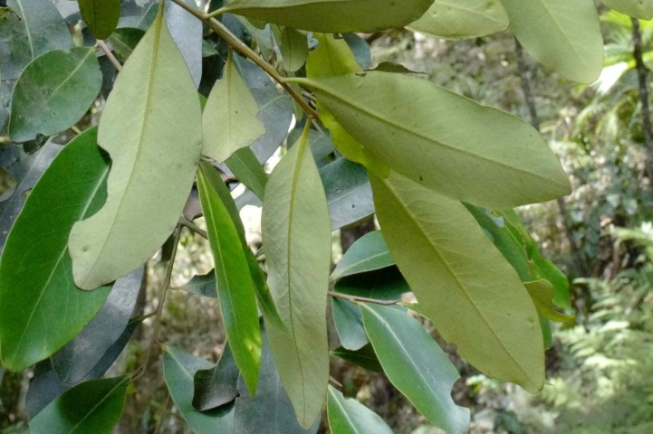 Photo of Diospyros australis (Black Plum)
