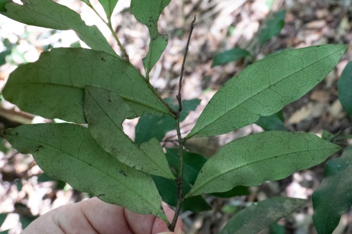 Photo of Diospyros pentamera (Myrtle Ebony)