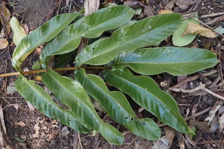 Photo of Diploglottis australis (Native Tamarind)