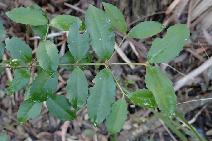 Photo of Doryphora sassafras (Sassafras)