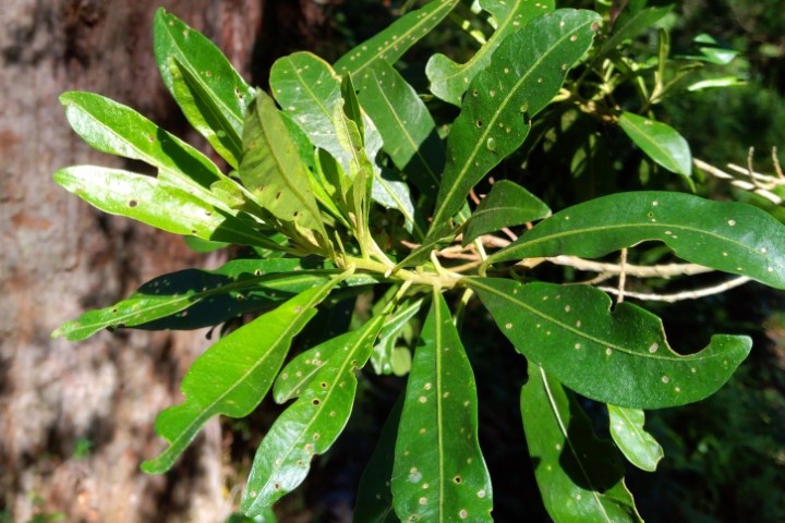 Photo of Duboisia myoporoides (Corkwood)