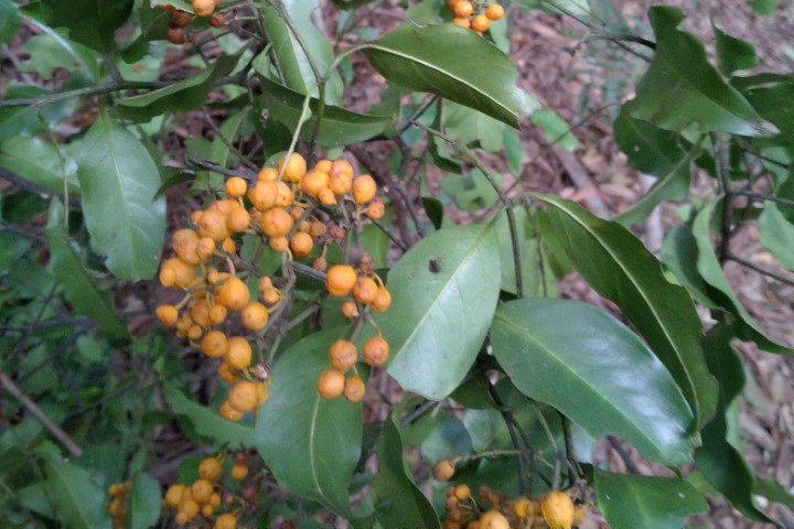 Photo of Emmenosperma alphitonioides (Yellow Ash)