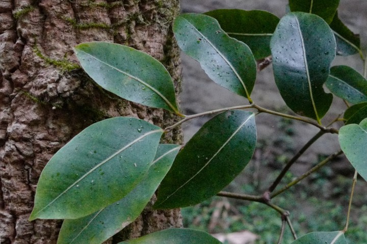 Photo of Endiandra sieberi (Hard Corkwood)