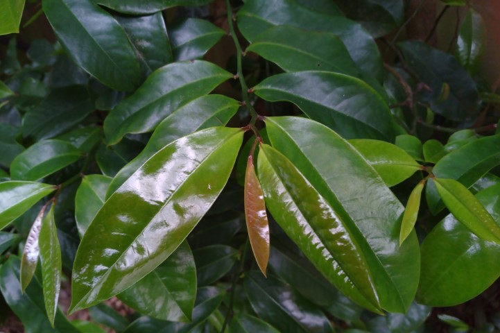 Photo of Eupomatia laurina (Bolwarra)