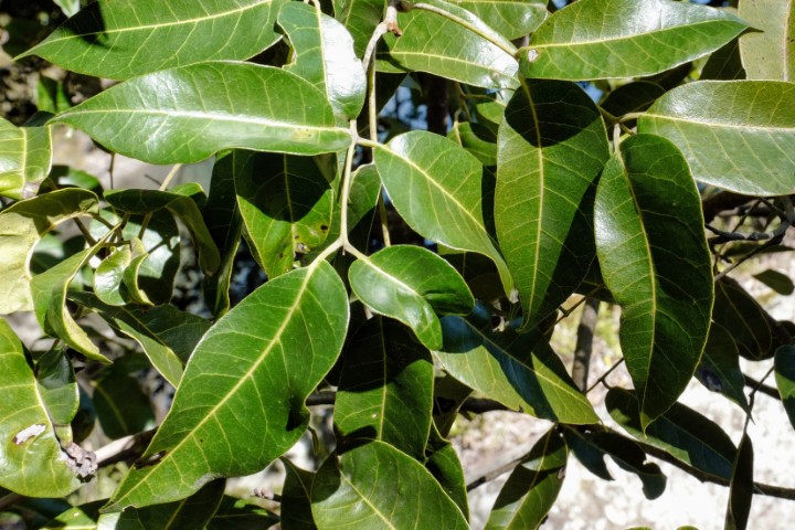 Photo of Euroschinus falcatus (Blush Cudgerie)