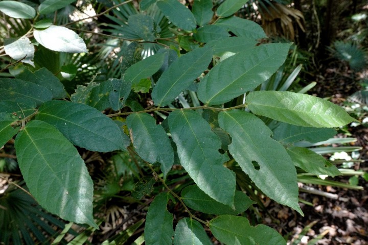 Photo of Ficus coronata (Sandpaper Fig)