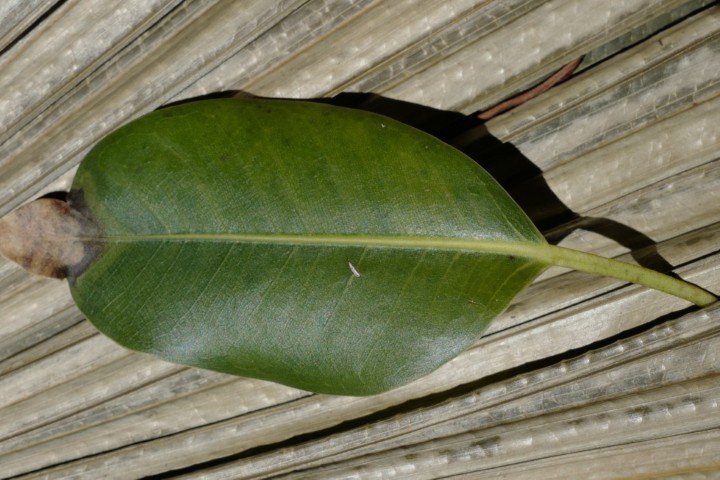 Photo of Ficus obliqua (Small-leaved Fig)