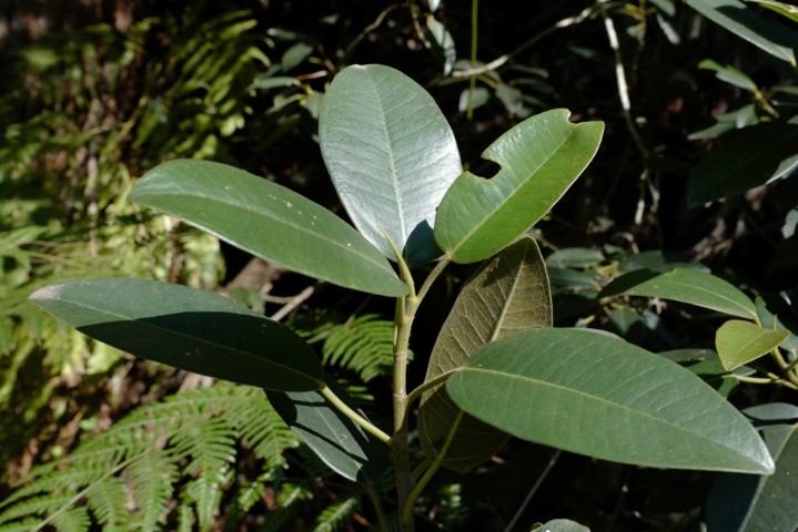 Photo of Ficus rubiginosa (Port Jackson Fig)