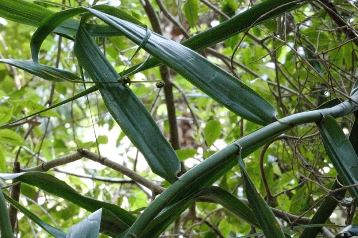Photo of Flagellaria indica (Whip Vine)