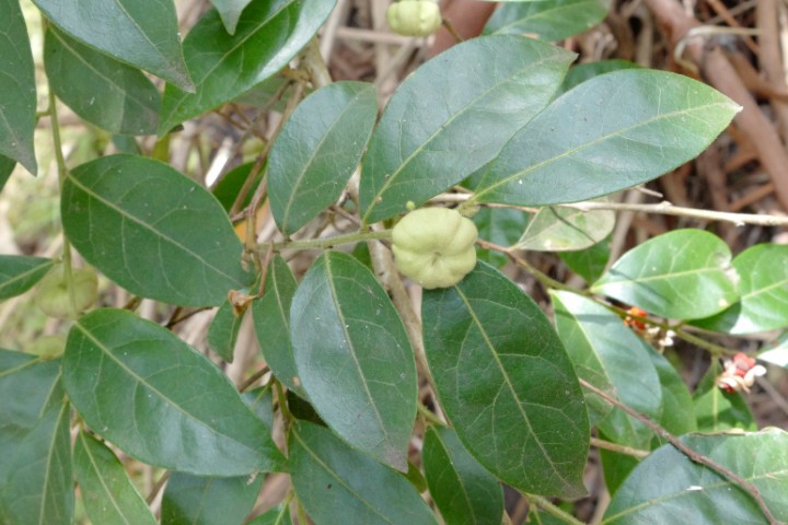 Photo of Glochidion ferdinandi (Cheese Tree)