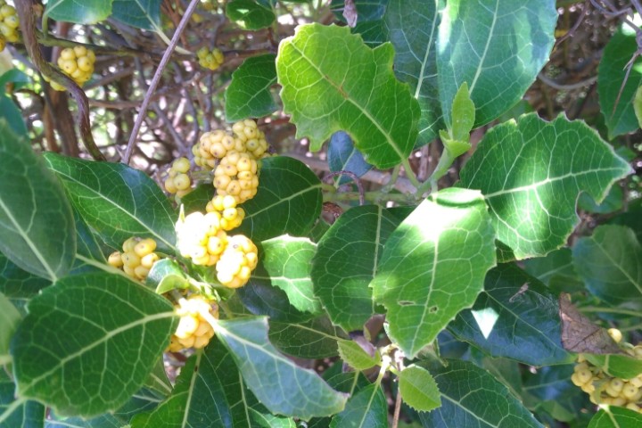 Photo of Hedycarya angustifolia (Native Mulberry)