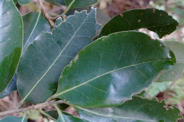 Photo of Litsea reticulata (Bolly Gum)