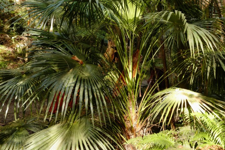 Photo of Livistona australis (Cabbage Tree Palm)