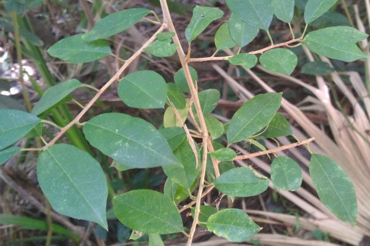 Photo of Maclura cochinchinensis (Cockspur Thorn)