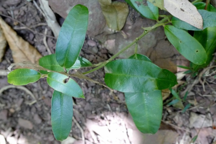 Photo of Marsdenia flavescens (Hairy Milk Vine)