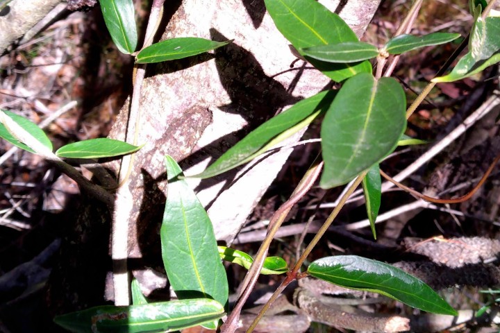 Photo of Marsdenia suaveolens (Scented Marsdenia)