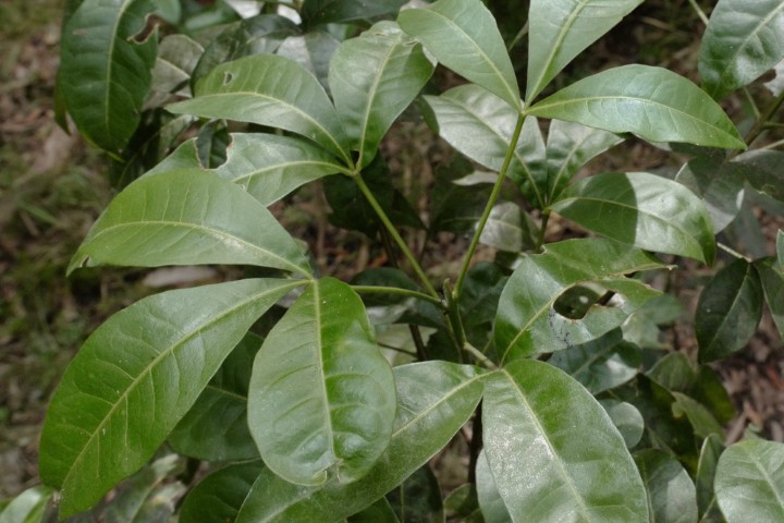 Photo of Melicope micrococca (White Euodia)