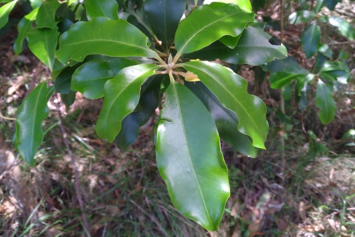 Photo of Myrsine howittiana (Brush Muttonwood)