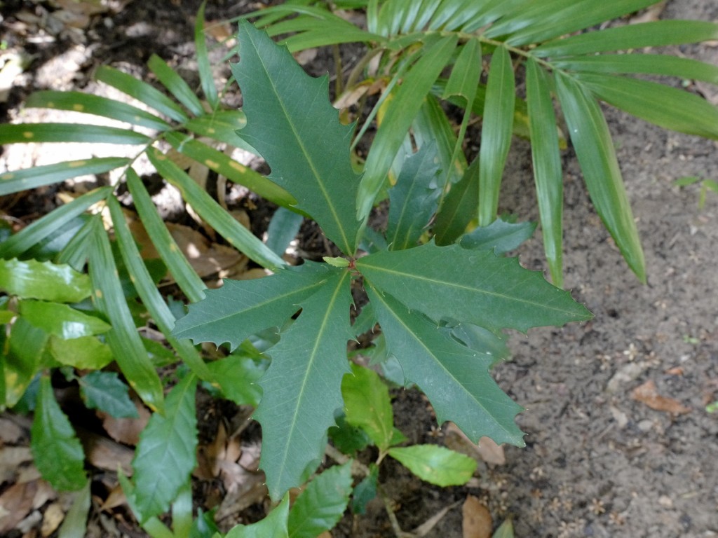 Myrsine variabilis seedling in rainforest in Royal National Park