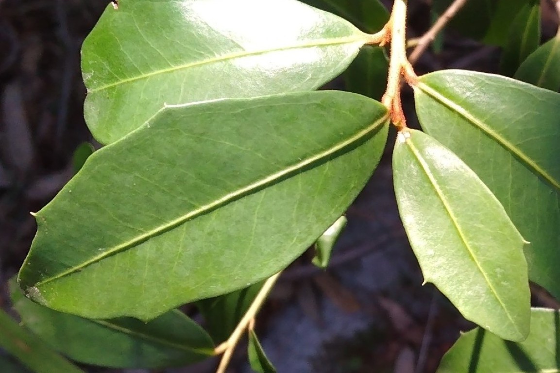 Myrsine variabilis on side of sandstone gully in Royal National Park