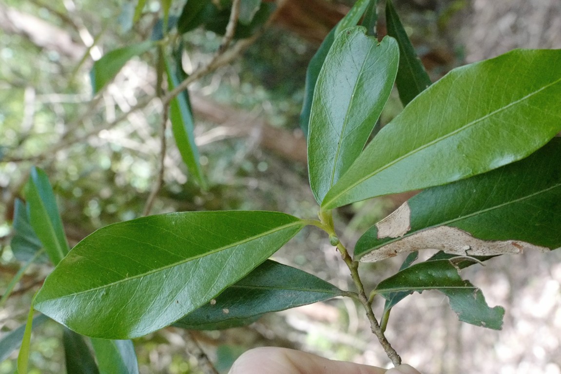 Myrsine variabilis on edge of rainforest gully in Royal National Park