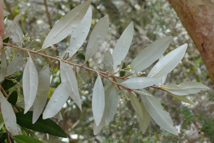 Photo of Nematolepis squamea (Satinwood)