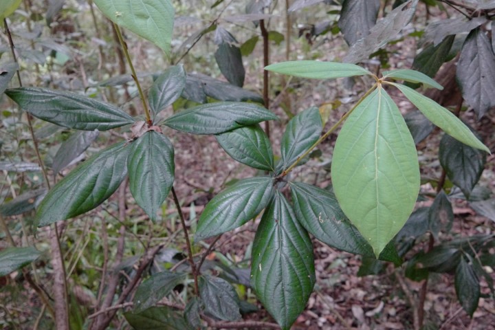 Photo of Neolitsea dealbata (Hairy-leaved Bolly Gum)
