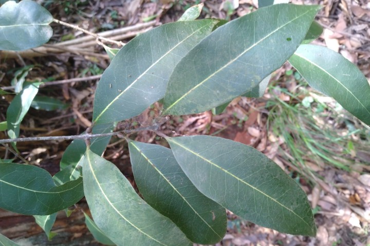 Photo of Notelaea venosa (Veined Mock-olive)
