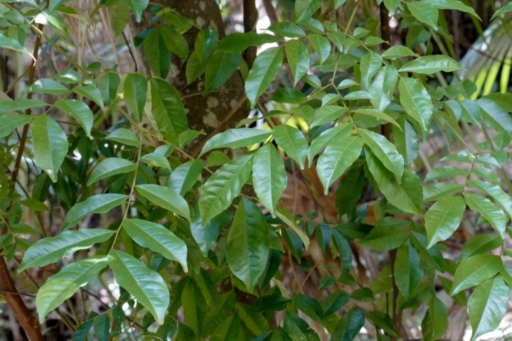 Photo of Pararchidendron pruinosum (Snowwood)